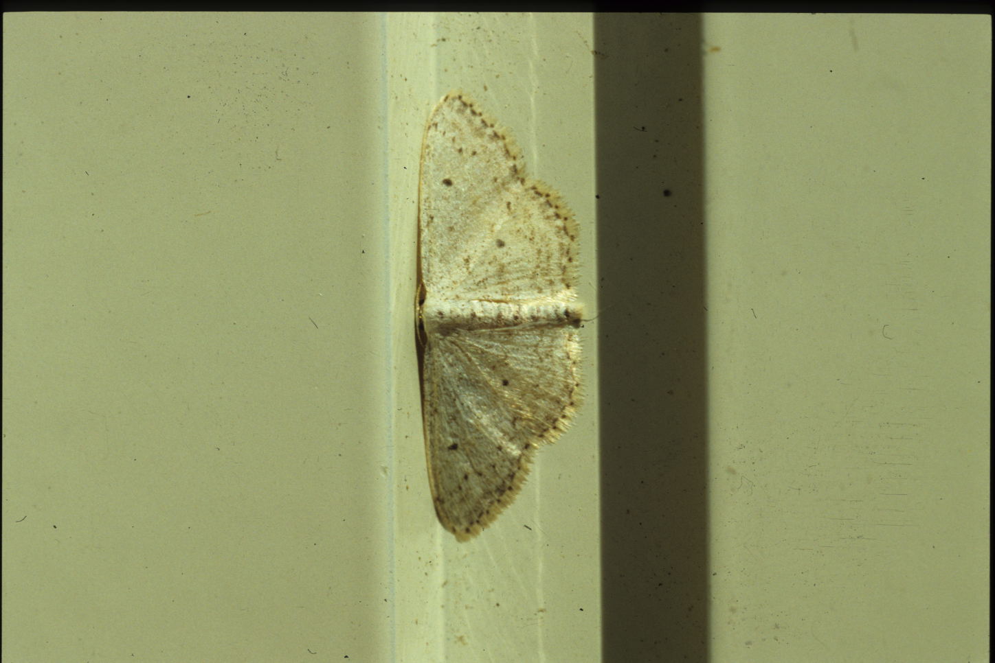 da determinare - Idaea seriata